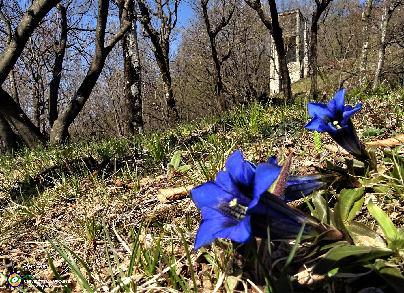 44 Gentiana Clusii in fiore al roccolo.JPG